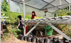 Bayam Brasil Jadi Primadona Baru, Warga Muara Rapak Kembangkan Urban Farming Bernilai Ekonomi
