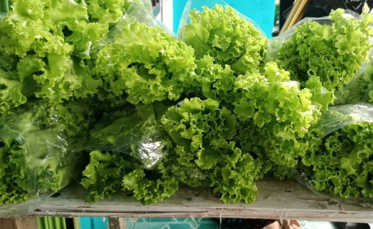 Hasil Budidaya Bayam Brasil yang dilakukan warga RT 49, Kelurahan Muara Rapak, Kecamatan Balikpapan Utara. Foto: BorneoFlash/Ist