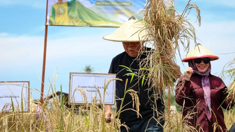 Kepala Otorita IKN, Basuki Hadimuljono antusias mengikuti panen bersama Padi Gogo perdana di Nusantara, pada Kamis (09/04/2026). Foto: HO/Humas Otorita IKN