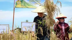 Petani IKN Curhat Kebutuhan Pupuk dan Jalan Saat Panen Padi Gogo