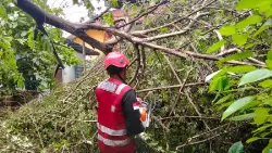 Brimob Kaltim Tanggap Cepat Atasi Pohon Tumbang di Balikpapan