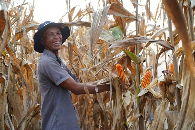 Seorang petani hendak memanen jagung. FOTO : ANTARA/HO-Bapanas