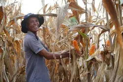Inpres 3/2026 Terbit: Pemerintah Perkuat Stok Jagung dan Lindungi Petani