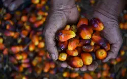 Biofuel B50: Strategi Indonesia Hadapi Harga Energi Global