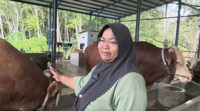 Dari Kandang Gunung Binjai, Bison Sapi Aktif Berbobot 1 Ton Jadi Pilihan Presiden