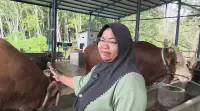 Dari Kandang Gunung Binjai, Bison Sapi Aktif Berbobot 1 Ton Jadi Pilihan Presiden