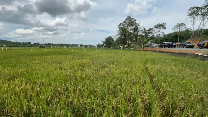 Area Persawahan di kawasan Gunung Binjai, Kelurahan Teritip, Kecamatan Balikpapan Timur. Foto: BorneoFlash/Niken Sulastri