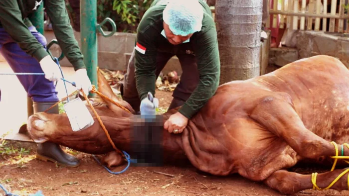 Kurban sebagai Jalan Ketaatan pada Allah, Penyucian Diri dan Keadilan Sosial