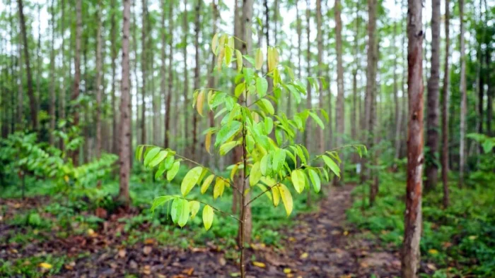Dalam rangka memperingati hari libur panjang Otorita IKN mengajak masyarakat untuk meninggalkan jejak hijau di Miniatur Hutan Hujan Tropis (MHHT) pada Jumat hingga Minggu (15/05/2026 - -17/05/2026). Foto: HO/Humas Otorita IKN