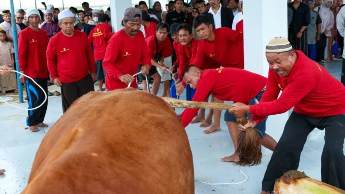 Otorita IKN Laksanakan Kegiatan penyembelihan hewan kurban, pada Rabu (27/05/2026). Foto: HO/Humas Otorita IKN