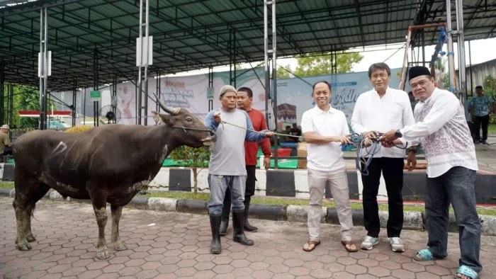 PLN UID Kaltimra Salurkan 40 Hewan Kurban untuk Masyarakat