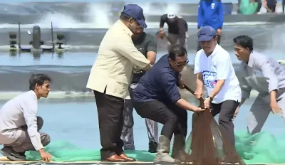 Prabowo Turun ke Tambak Udang Kebumen, Produksi Tembus 1,15 Juta Kilogram