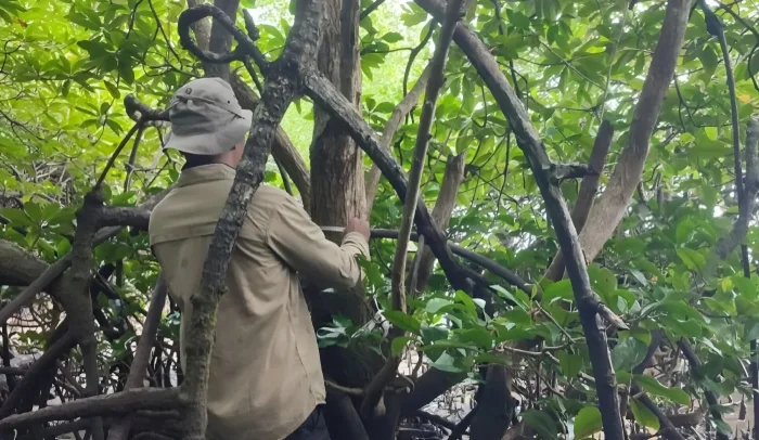 BRIN dan UGM Dorong Perlindungan Mangrove Langka di Teluk Balikpapan