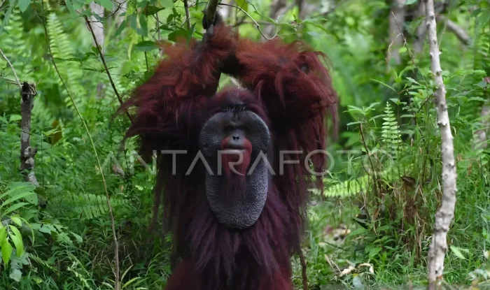 BKSDA Kaltim Perkuat Koridor Habitat Orangutan di Hutan Produksi untuk Mencegah Perkawinan Sedarah