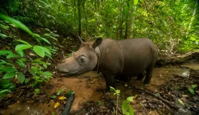 BKSDA Kaltim Simulasikan Translokasi Badak Pari Mahulu untuk Cegah Kepunahan
