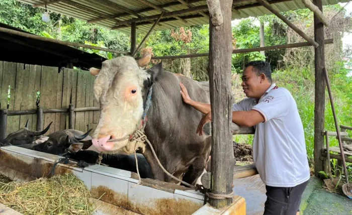 Sapi “Bejo” berbobot 1,07 ton milik Mujianto di kandangnya, Kelurahan Tanah Merah, Samarinda. Sapi tersebut terpilih sebagai hewan kurban bantuan Presiden untuk Iduladha 1447 Hijriah. Foto: BorneoFlash/Nur Ainunnisa