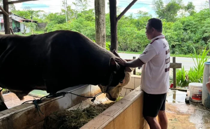 Sapi “Bejo” berbobot 1,07 ton milik Mujianto di kandangnya, Kelurahan Tanah Merah, Samarinda. Sapi tersebut terpilih sebagai hewan kurban bantuan Presiden untuk Iduladha 1447 Hijriah. Foto: BorneoFlash/Nur Ainunnisa