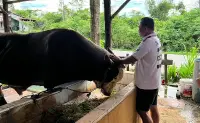 Sapi “Bejo” Berbobot 1,07 Ton dari Tanah Merah Dipilih Jadi Hewan Kurban Bantuan Presiden di Kaltim