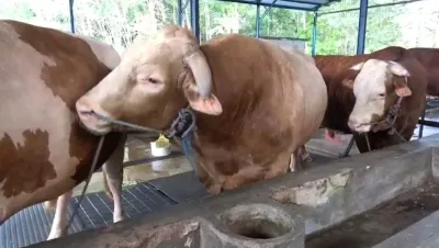 Sapi Kurban Presiden dari Peternak Lokal Balikpapan, Membawa Berkah bagi Masyarakat