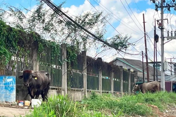 Presiden Salurkan 13 Sapi Kurban untuk Kaltim dan IKN, Bobot Terbesar Capai 1 Ton Lebih