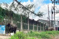 Presiden Salurkan 13 Sapi Kurban untuk Kaltim dan IKN, Bobot Terbesar Capai 1 Ton Lebih