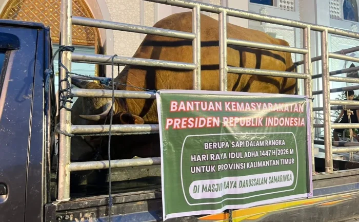 Sapi kurban bantuan Presiden Republik Indonesia. Foto: BorneoFlash/Nur Ainunnisa