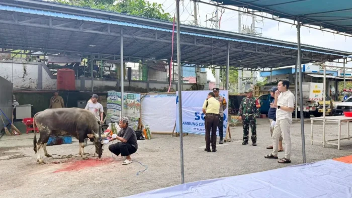 Semangat Berbagi di Hari Raya, Pegawai PLN UP3 Balikpapan Kurbankan 6 Ekor Sapi