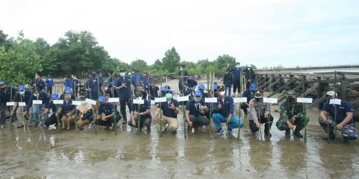 Programkan Penanaman 8.000 Bibit Mangrove di Pantai Biru Kersik