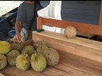 Buah Durian Di Kabupaten Kutai Barat Yang Sudah Memasuki Akhir Panen. Foto : BorneoFlash.com/ HO.