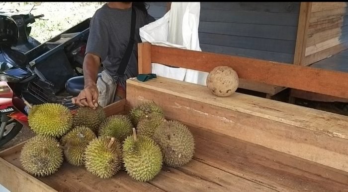 Buah Durian Di Kabupaten Kutai Barat Yang Sudah Memasuki Akhir Panen. Foto : BorneoFlash.com/ HO.