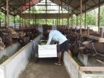 Petugas kandang penggemukan sapi di Kutai Barat sedang memberi pakan kepada sapi-sapi di dalam kandang.Foto : BorneoFlash.com/Lilis Suryani.