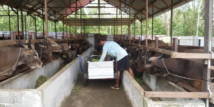 Petugas kandang penggemukan sapi di Kutai Barat sedang memberi pakan kepada sapi-sapi di dalam kandang.Foto : BorneoFlash.com/Lilis Suryani.