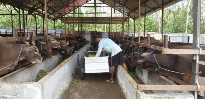 Petugas kandang penggemukan sapi di Kutai Barat sedang memberi pakan kepada sapi-sapi di dalam kandang.Foto : BorneoFlash.com/Lilis Suryani.
