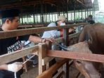 Proses kegiatan panen perdana oleh produsen ternak sapi BSJ Kubar yang dihadiri Wakil Bupati Kutai Barat H. Edyanto Arkan. Foto : BorneoFlash.com/Lilis Suryani.