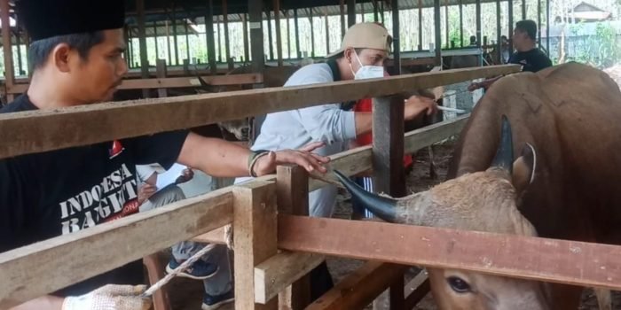 Proses kegiatan panen perdana oleh produsen ternak sapi BSJ Kubar yang dihadiri Wakil Bupati Kutai Barat H. Edyanto Arkan. Foto : BorneoFlash.com/Lilis Suryani.
