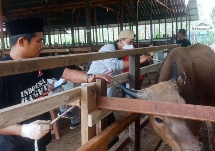 Proses kegiatan panen perdana oleh produsen ternak sapi BSJ Kubar yang dihadiri Wakil Bupati Kutai Barat H. Edyanto Arkan. Foto : BorneoFlash.com/Lilis Suryani.