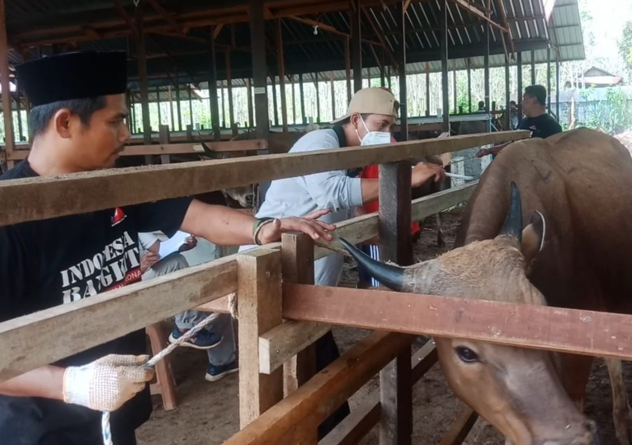 Koperasi Produsen Ternak Sapi PT BSJ Kutai Barat Sukses Mulai Panen Perdana dan Langsung Dijual