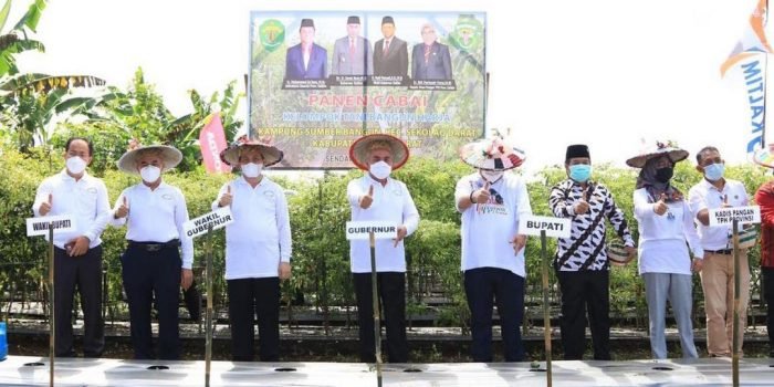 Panen Cabai di Sekolaq Darat, Isran Noor Beri Bantuan Bibit Tanaman dan Alat Pertanian Kepada Para Petani di Kubar