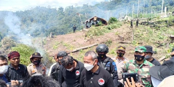 Direktorat Tindak Pidana Narkoba Bareskrim Polri musnahkan tujuh hektare ladang ganja di area Gunung Lauser tepatnya daerah Beutong Ateuh Banggalang, Kabupaten Nagan Raya, Aceh. Foto : HO.
