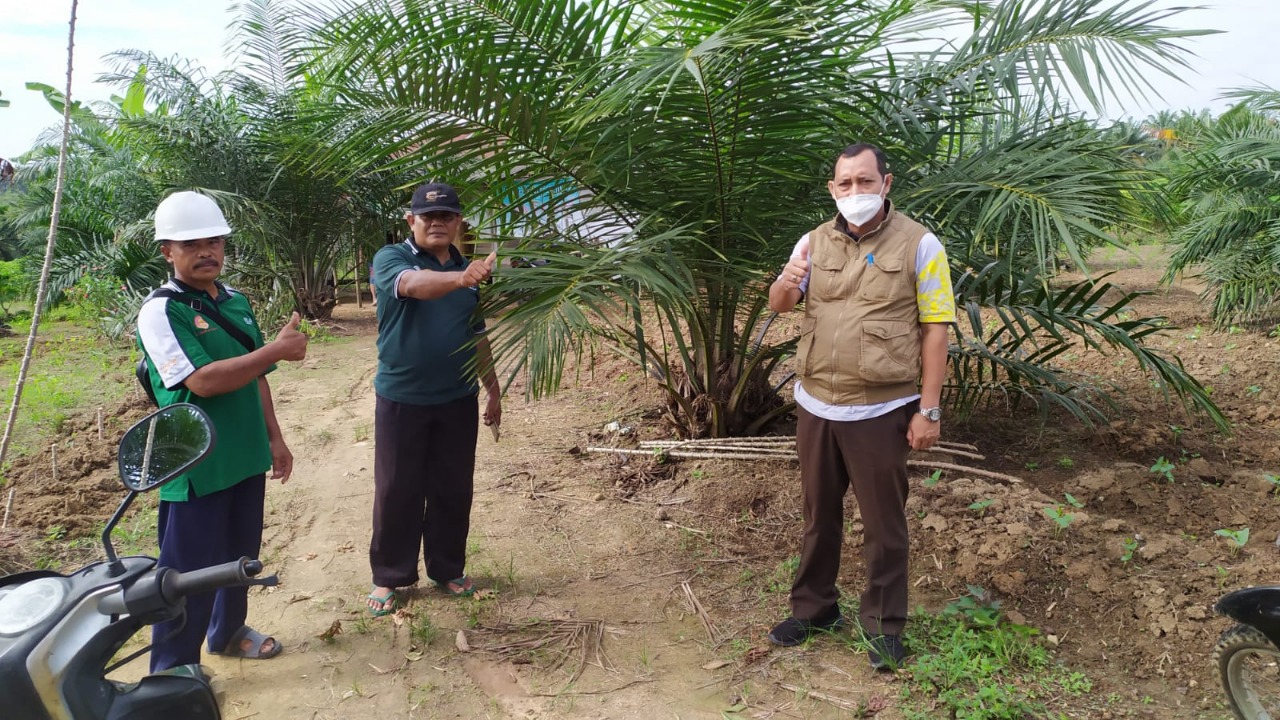 Djoko Bawono, Kepala Dinas Perkebunan dan Peternakan (Disbunnak) Paser, saat melakukan peninjauan lokasi peremajaan Kelapa Sawit yang ada di Kabupaten Paser, Kalimantan Timur. Rabu (28/7/2021).
