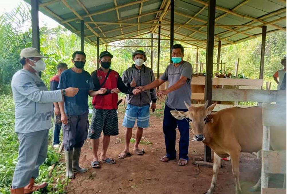 Kelompok Tani di Kutai Barat Dapat Bantuan 12 Ekor Sapi 