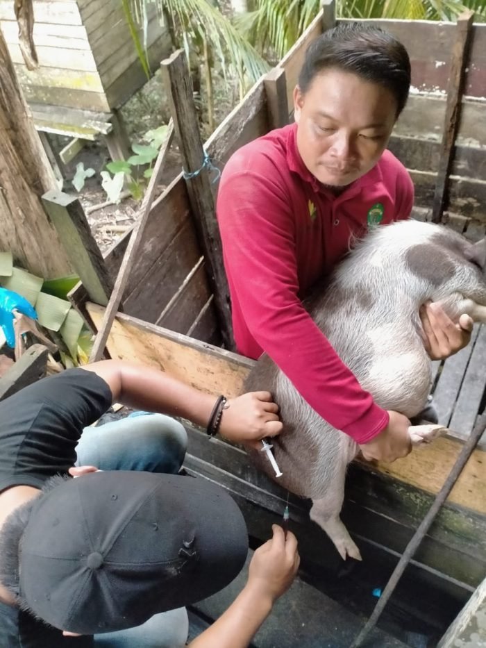 Ternak babi milik warga mati di Mahulu, yang diduga terkena virua ASF. Foto : HO.