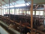 Ratusan ekor sapi yang didatangkan dari luar pulau Kalimantan oleh PT Berkah Salama Jaya untuk digemukkan guna mendukung program swasembada daging sapi di Kutai Barat dan Kalimantan Timur. Foto : HO.