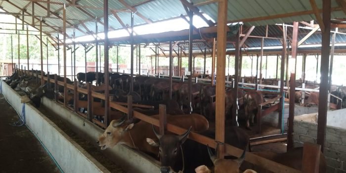 Program Swasembada Sapi Potong di Kutai Barat Terus Ditingkatkan, Persiapan Sebagai Daerah Penyangga IKN