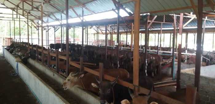 Ratusan ekor sapi yang didatangkan dari luar pulau Kalimantan oleh PT Berkah Salama Jaya untuk digemukkan guna mendukung program swasembada daging sapi di Kutai Barat dan Kalimantan Timur. Foto : HO.