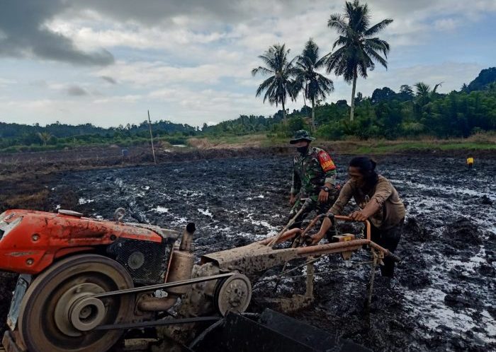 Babinsa Koramil 0907/01 Tartim Sertu M.Arifin dengan terjun langsung membantu sekaligus memberikan semangat kepada petani dalam membajak sawah, Senin(13/12/2021). Foto : HO/Pendam VI/Mlw.