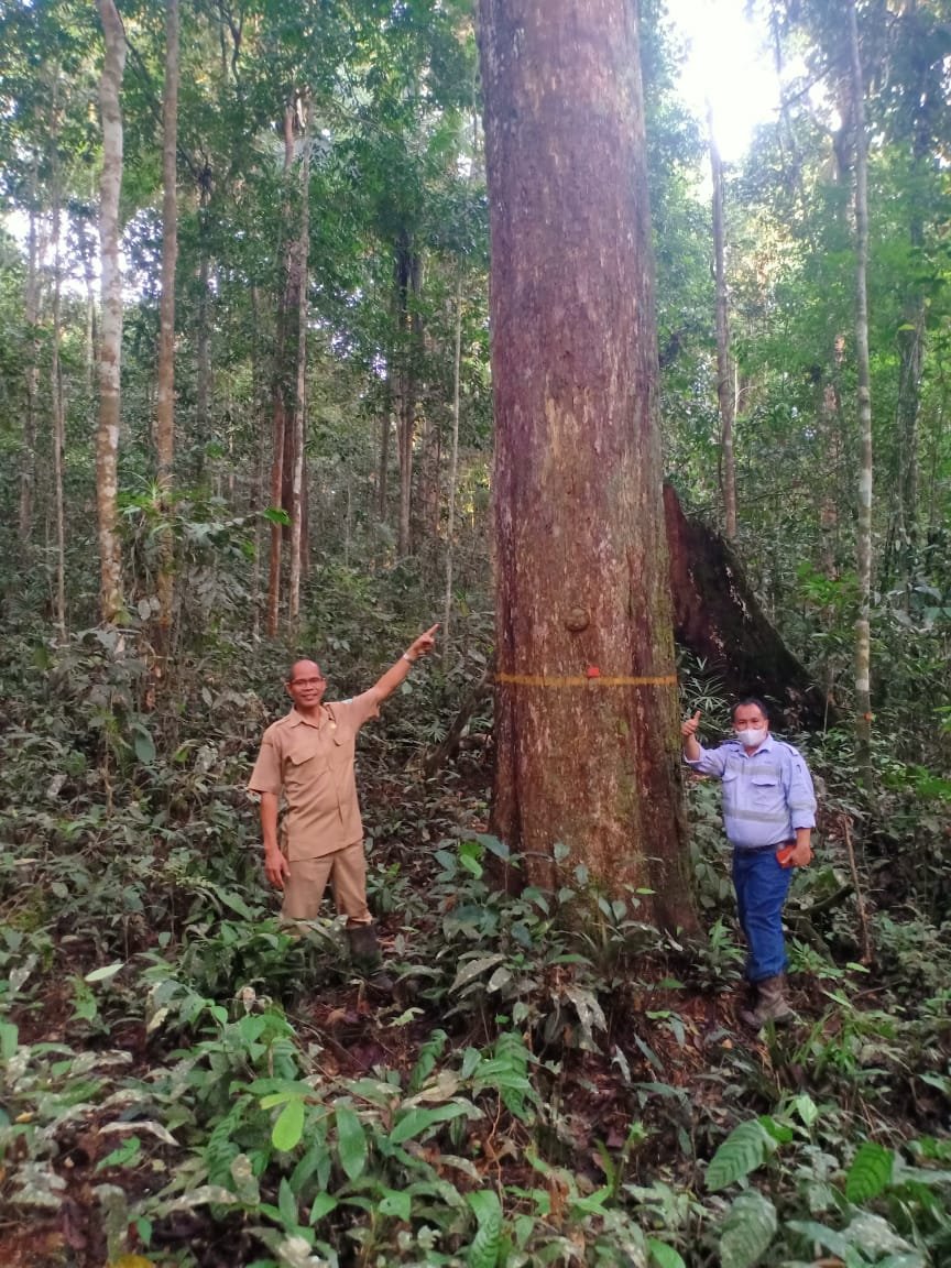 Kecamatan Bentian Besar Berpotensi Sebagai Tempat Wisata dan Penelitian, Miliki Kawasan Tumbuhan Pohon Ulin