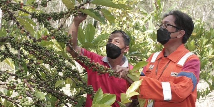PHKT Bagian Operasi Bagian Utara (DOBU) berhasil meraih PROPER Emas dengan program Kopi Luwak Liberika di Desa Prangat Baru (Kapak Prabu), Kecamatan Marang Kayu, Kabupaten Kutai Kartanegara, Provinsi Kalimantan Timur. Foto : HO.