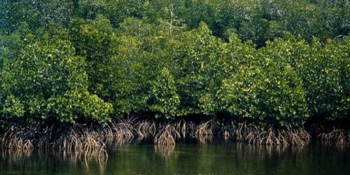 Syarifuddin Oddang Usulkan Pembebasan Lahan Mangrove Graha Indah 