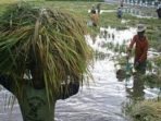 Petani padi di Kampung Muara Batuq, Kecamatan Mook Mannor Bulatn Kutai Barat memilih padi yang masih memungkinkan untuk diambil setelah tiga hari terendam banjir. Foto: HO/ Warga Kampung Muara Batuq.